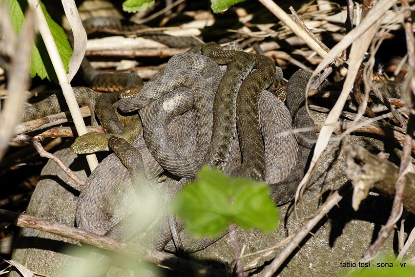 Natrix tessellata: famiglia allargata o famiglia stipata?